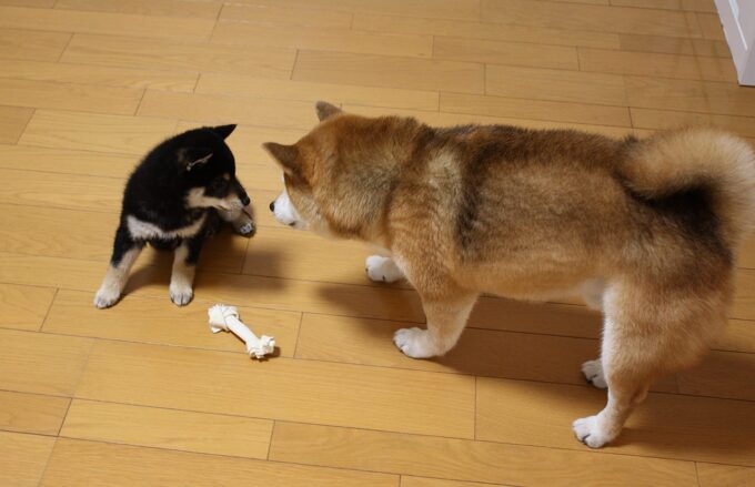 柴犬 空まめと黒まめ なかよく出来るかな 第2弾 柴犬多頭飼い Shiba Inu まめ家の柴犬
