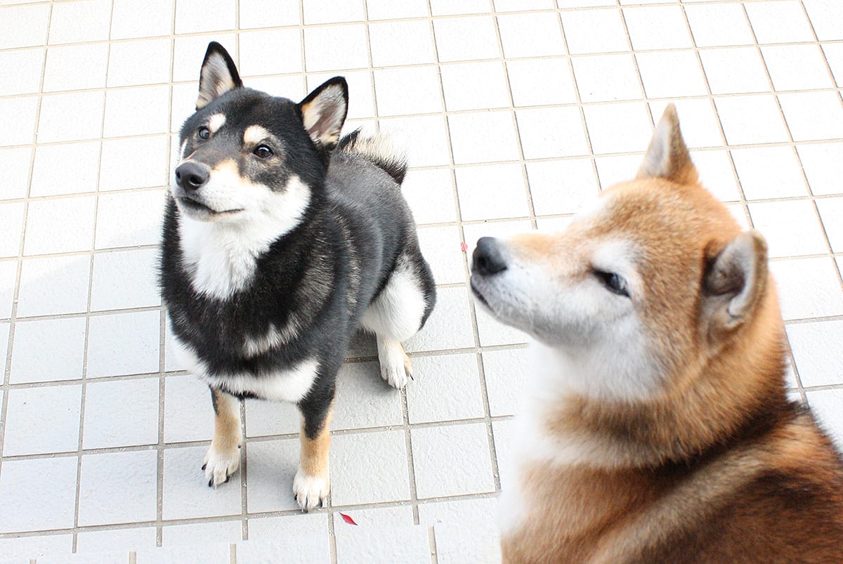 柴犬 空まめと黒まめに 仔牛の肉付きあばら骨 をやってみた 柴犬多頭飼い Shiba Inu まめ家の柴犬