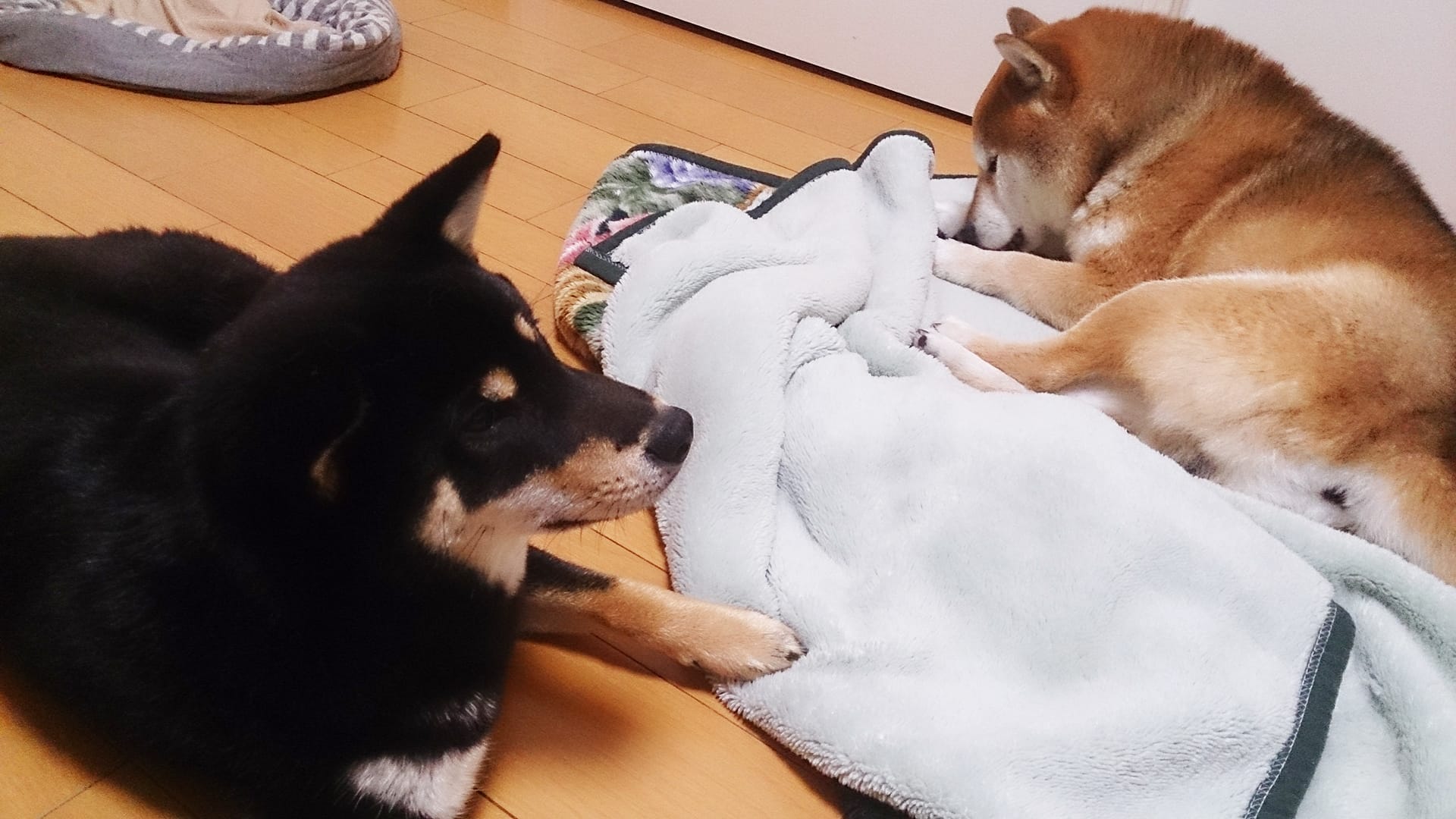 柴犬雄 去勢無し 多頭飼いのしつけ まめ家の柴犬