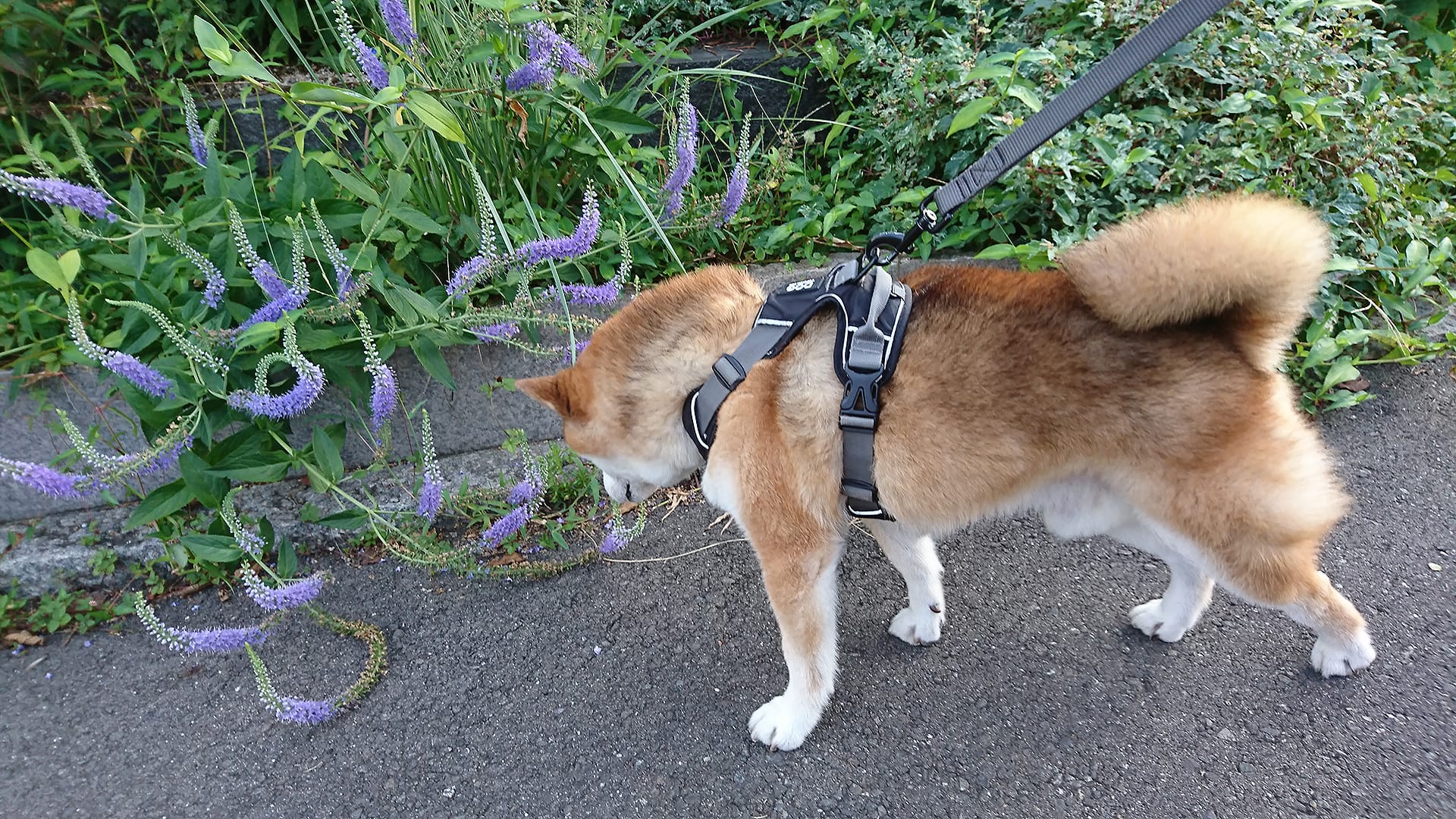 紫の尻尾みたいな花はなんですか もしかして虎の尾っぽ まめ家の柴犬