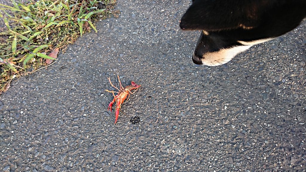 黒柴 大福まめと2度目のザリガニ まめ家の柴犬