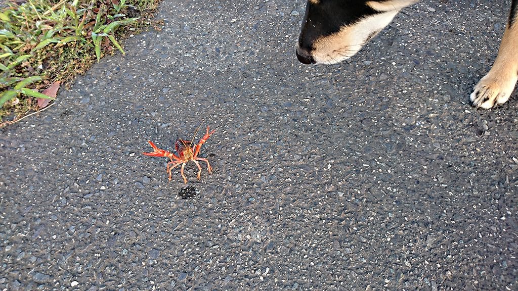 黒柴 大福まめと2度目のザリガニ まめ家の柴犬