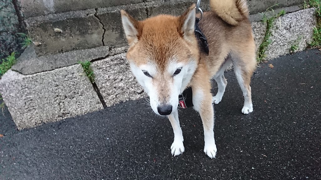 雨の日の散歩はカタツムリがいっぱい まめ家の柴犬