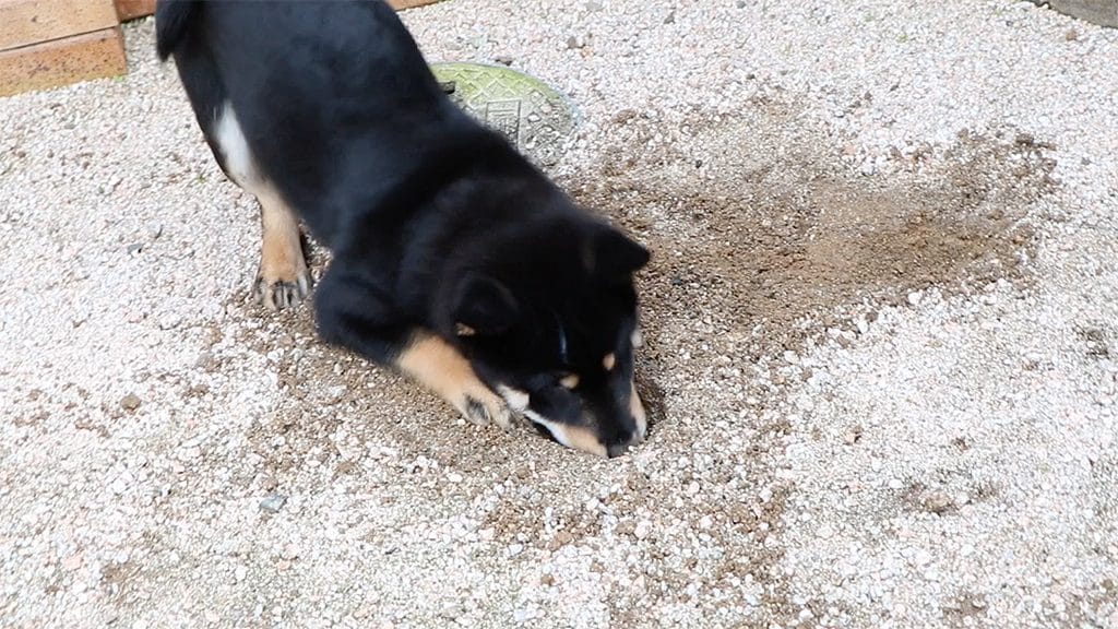 黒柴 大福まめは穴掘りが大好き まめ家の柴犬