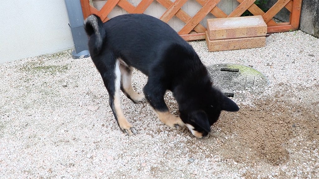 黒柴 大福まめは穴掘りが大好き まめ家の柴犬