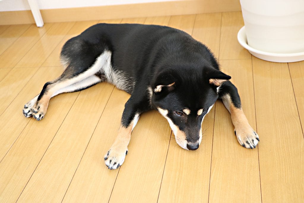 カロリーメイトを食べてしまった黒柴 大福まめ まめ家の柴犬