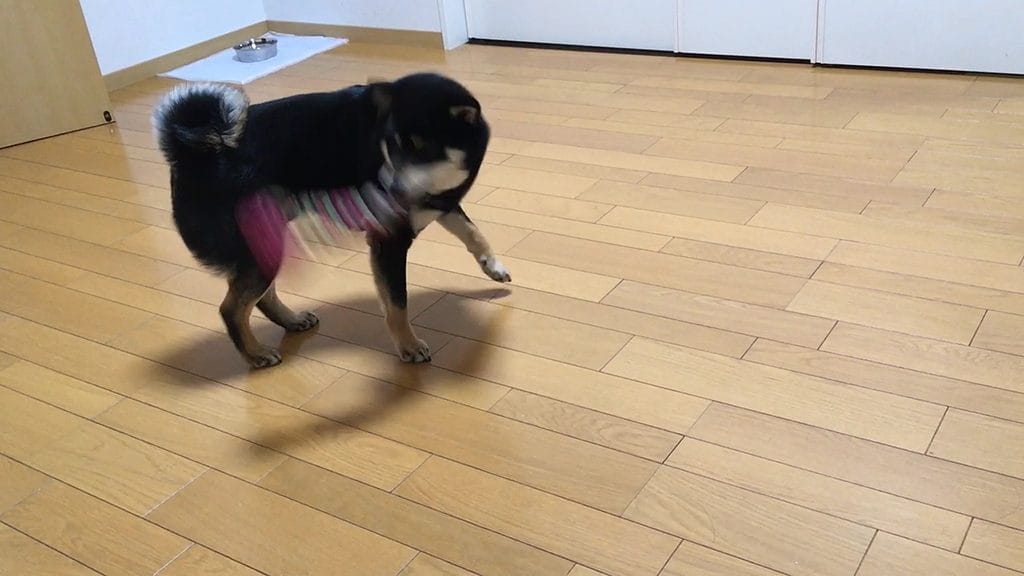 ロープボールを振り回すと危険です まめ家の柴犬