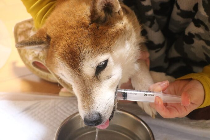 老柴犬 空まめの介護 食事の後は口を洗浄しましょう 口腔ケア まめ家の柴犬