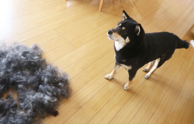 換毛期には黒い山ができます まめ家の柴犬